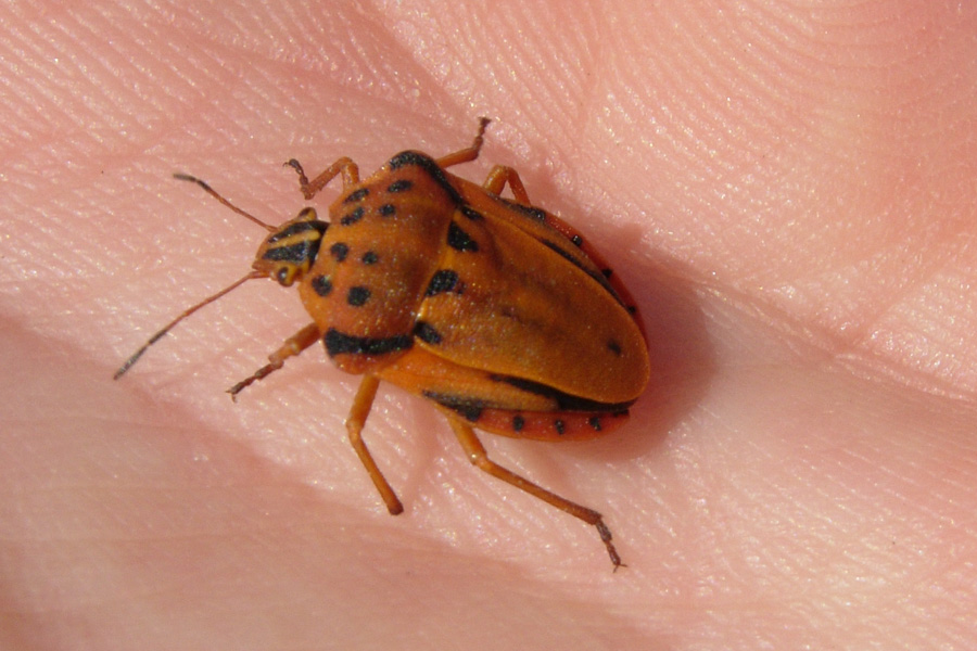 Da Creta: Graphosoma creticum (Heteroptera, Pentatomidae)